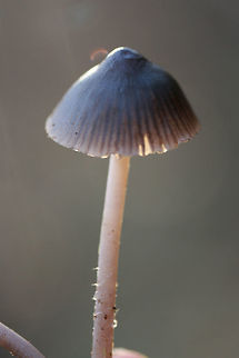Nitrous Bonnet (Mycena leptocephala) Not 100% sure on this ID.

Growing at the bases of pines in a densely forested area (near a wetland). Odor is bleach to iodine-like. Some specimens have a less distinct odor. Middle to lower stem is sparsely covered in white hairs.
https://www.jungledragon.com/image/70353/nitrous_bonnet_mycena_leptocephala.html
https://www.jungledragon.com/image/70351/nitrous_bonnet_mycena_leptocephala.html
https://www.jungledragon.com/image/70355/nitrous_bonnet_mycena_leptocephala.html Fall,Geotagged,Mycena leptocephala,United States,black fungi,black fungus,black mushroom,black mushrooms,black mycena,bonnet,bonnets,fungi,fungus,mushroom,mushrooms,mycena,nitrous bonnet