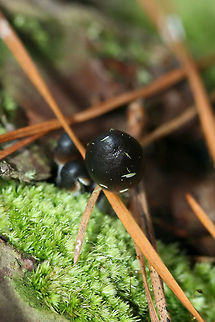 Nitrous Bonnet (Mycena leptocephala) Not 100% sure on this ID.

Growing at the bases of pines in a densely forested area (near a wetland). Odor is bleach to iodine-like. Some specimens have a less distinct odor. Middle to lower stem is sparsely covered in white hairs.
https://www.jungledragon.com/image/70351/nitrous_bonnet_mycena_leptocephala.html
https://www.jungledragon.com/image/70352/nitrous_bonnet_mycena_leptocephala.html
https://www.jungledragon.com/image/70355/nitrous_bonnet_mycena_leptocephala.html Fall,Geotagged,Mycena leptocephala,United States,black fungi,black fungus,black mushroom,black mushrooms,black mycena,bonnet,bonnets,fungi,fungus,mushroom,mushrooms,mycena,nitrous bonnet