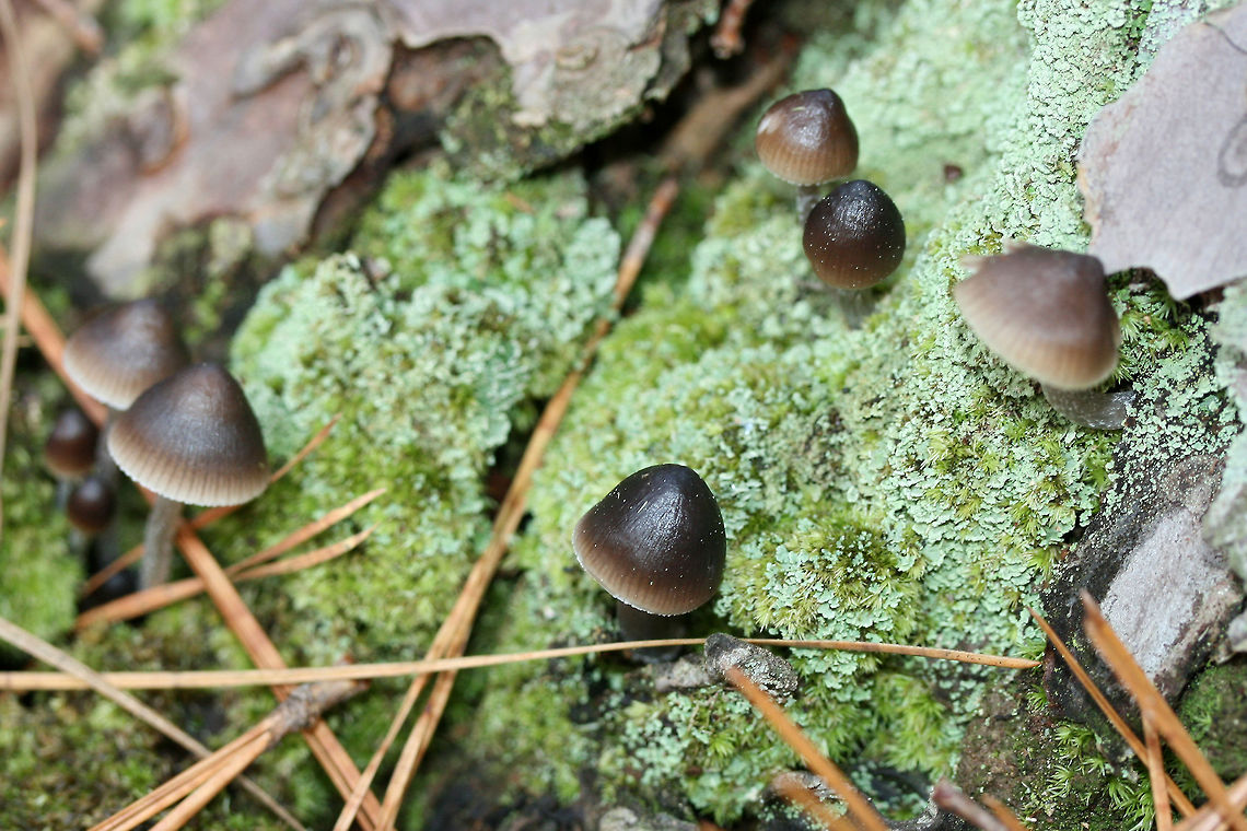 Nitrous Bonnet (Mycena leptocephala) Not 100 percent sure of this ID yet.<br />
<br />
Growing at the bases of pines in a densely forested area (near a wetland). Odor is bleach to iodine-like. Some specimens have a less distinct odor. Middle to lower stem is sparsely covered in white hairs. Basal mycelium white.<br />
<figure class="photo"><a href="https://www.jungledragon.com/image/70351/nitrous_bonnet_mycena_leptocephala.html" title="Nitrous Bonnet (Mycena leptocephala)"><img src="https://s3.amazonaws.com/media.jungledragon.com/images/3231/70351_thumb.jpg?AWSAccessKeyId=05GMT0V3GWVNE7GGM1R2&Expires=1759968010&Signature=9p%2F01HWODzfpgATufdoeCRpGjU4%3D" width="200" height="134" alt="Nitrous Bonnet (Mycena leptocephala) Not 100% sure on this ID.<br />
<br />
Growing at the bases of pines in a densely forested area (near a wetland). Odor is bleach to iodine-like. Some specimens have a less distinct odor. Middle to lower stem is sparsely covered in white hairs.<br />
https://www.jungledragon.com/image/70353/nitrous_bonnet_mycena_leptocephala.html<br />
https://www.jungledragon.com/image/70352/nitrous_bonnet_mycena_leptocephala.html<br />
https://www.jungledragon.com/image/70355/nitrous_bonnet_mycena_leptocephala.html Fall,Geotagged,Mycena leptocephala,United States,black fungi,black fungus,black mushroom,black mushrooms,black mycena,bonnet,bonnets,fungi,fungus,mushroom,mushrooms,mycena,nitrous bonnet" /></a></figure><br />
<figure class="photo"><a href="https://www.jungledragon.com/image/70352/nitrous_bonnet_mycena_leptocephala.html" title="Nitrous Bonnet (Mycena leptocephala)"><img src="https://s3.amazonaws.com/media.jungledragon.com/images/3231/70352_thumb.jpg?AWSAccessKeyId=05GMT0V3GWVNE7GGM1R2&Expires=1759968010&Signature=LzkujYFHd5LccrKc0z4eQoCy5lI%3D" width="102" height="152" alt="Nitrous Bonnet (Mycena leptocephala) Not 100% sure on this ID.<br />
<br />
Growing at the bases of pines in a densely forested area (near a wetland). Odor is bleach to iodine-like. Some specimens have a less distinct odor. Middle to lower stem is sparsely covered in white hairs.<br />
https://www.jungledragon.com/image/70353/nitrous_bonnet_mycena_leptocephala.html<br />
https://www.jungledragon.com/image/70351/nitrous_bonnet_mycena_leptocephala.html<br />
https://www.jungledragon.com/image/70355/nitrous_bonnet_mycena_leptocephala.html Fall,Geotagged,Mycena leptocephala,United States,black fungi,black fungus,black mushroom,black mushrooms,black mycena,bonnet,bonnets,fungi,fungus,mushroom,mushrooms,mycena,nitrous bonnet" /></a></figure><br />
<figure class="photo"><a href="https://www.jungledragon.com/image/70353/nitrous_bonnet_mycena_leptocephala.html" title="Nitrous Bonnet (Mycena leptocephala)"><img src="https://s3.amazonaws.com/media.jungledragon.com/images/3231/70353_thumb.jpg?AWSAccessKeyId=05GMT0V3GWVNE7GGM1R2&Expires=1759968010&Signature=z4yozJa8jo928ZW37pokvfbhGb8%3D" width="102" height="152" alt="Nitrous Bonnet (Mycena leptocephala) Not 100% sure on this ID.<br />
<br />
Growing at the bases of pines in a densely forested area (near a wetland). Odor is bleach to iodine-like. Some specimens have a less distinct odor. Middle to lower stem is sparsely covered in white hairs.<br />
https://www.jungledragon.com/image/70351/nitrous_bonnet_mycena_leptocephala.html<br />
https://www.jungledragon.com/image/70352/nitrous_bonnet_mycena_leptocephala.html<br />
https://www.jungledragon.com/image/70355/nitrous_bonnet_mycena_leptocephala.html Fall,Geotagged,Mycena leptocephala,United States,black fungi,black fungus,black mushroom,black mushrooms,black mycena,bonnet,bonnets,fungi,fungus,mushroom,mushrooms,mycena,nitrous bonnet" /></a></figure> Fall,Geotagged,Mycena leptocephala,United States,black fungi,black fungus,black mushroom,black mushrooms,black mycena,bonnet,bonnets,fungi,fungus,mushroom,mushrooms,mycena,nitrous bonnet