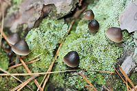 Nitrous Bonnet (Mycena leptocephala) Not 100 percent sure of this ID yet.<br />
<br />
Growing at the bases of pines in a densely forested area (near a wetland). Odor is bleach to iodine-like. Some specimens have a less distinct odor. Middle to lower stem is sparsely covered in white hairs. Basal mycelium white.<br />
https://www.jungledragon.com/image/70351/nitrous_bonnet_mycena_leptocephala.html<br />
https://www.jungledragon.com/image/70352/nitrous_bonnet_mycena_leptocephala.html<br />
https://www.jungledragon.com/image/70353/nitrous_bonnet_mycena_leptocephala.html Fall,Geotagged,Mycena leptocephala,United States,black fungi,black fungus,black mushroom,black mushrooms,black mycena,bonnet,bonnets,fungi,fungus,mushroom,mushrooms,mycena,nitrous bonnet
