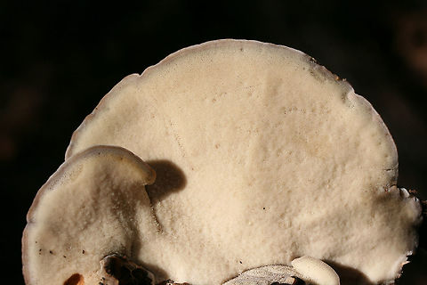 Resinous Polypore (Ischnoderma resinosum) Growing on a fallen hardwood (oak?) log in a dense mixed forest.
https://www.jungledragon.com/image/70357/resinous_polypore_ischnoderma_resinosum.html Fall,Geotagged,Ischnoderma resinosum,Late fall polypore,United States,bracket fungi,bracket mushroom,fungi,fungus,ischnoderma,mushroom,mushrooms,polyporaceae,polyporales,polypore,resinous polypore,shelf fungi,shelf mushroom
