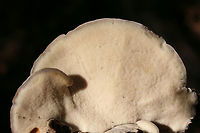 Resinous Polypore (Ischnoderma resinosum) Growing on a fallen hardwood (oak?) log in a dense mixed forest.<br />
https://www.jungledragon.com/image/70357/resinous_polypore_ischnoderma_resinosum.html Fall,Geotagged,Ischnoderma resinosum,Late fall polypore,United States,bracket fungi,bracket mushroom,fungi,fungus,ischnoderma,mushroom,mushrooms,polyporaceae,polyporales,polypore,resinous polypore,shelf fungi,shelf mushroom