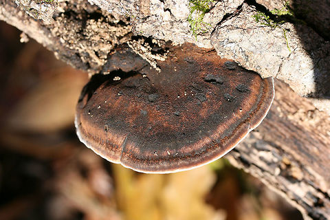 Resinous Polypore (Ischnoderma resinosum) Growing on a fallen hardwood (oak?) log in a dense mixed forest.
https://www.jungledragon.com/image/70356/resinous_polypore_ischnoderma_resinosum.html Fall,Geotagged,Ischnoderma resinosum,Late fall polypore,United States,bracket fungi,bracket mushroom,fungi,fungus,ischnoderma,mushroom,mushrooms,polyporaceae,polyporales,polypore,resinous polypore,shelf fungi,shelf mushroom