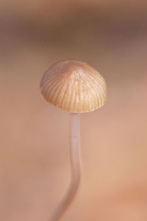 Unknown Mycena sp. Growing in leaf litter below Shagbark Hickory (Carya ovata) and several oak trees. Very long stipe that tapers to a point. Pinkish/purplish coloration at apex of stipe. No noticeable odor.
https://www.jungledragon.com/image/70359/unknown_mycena.html Fall,Geotagged,United States,bonnet,fungi,fungus,long mycena,mushroom,mushrooms,mycena