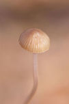 Unknown Mycena sp. Growing in leaf litter below Shagbark Hickory (Carya ovata) and several oak trees. Very long stipe that tapers to a point. Pinkish/purplish coloration at apex of stipe. No noticeable odor.<br />
https://www.jungledragon.com/image/70359/unknown_mycena.html Fall,Geotagged,United States,bonnet,fungi,fungus,long mycena,mushroom,mushrooms,mycena