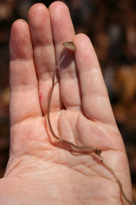 Unknown Mycena Growing in leaf litter below Shagbark Hickory (Carya ovata) and several oak trees. Very long stipe that tapers to a point. Pinkish/purplish coloration at apex of stipe. No noticeable odor.<br />
<figure class="photo"><a href="https://www.jungledragon.com/image/70358/unknown_mycena_sp.html" title="Unknown Mycena sp."><img src="https://s3.amazonaws.com/media.jungledragon.com/images/3231/70358_thumb.jpg?AWSAccessKeyId=05GMT0V3GWVNE7GGM1R2&Expires=1759968010&Signature=tTMZSzz4HFkldah79LI%2Bf8IsOm4%3D" width="102" height="152" alt="Unknown Mycena sp. Growing in leaf litter below Shagbark Hickory (Carya ovata) and several oak trees. Very long stipe that tapers to a point. Pinkish/purplish coloration at apex of stipe. No noticeable odor.<br />
https://www.jungledragon.com/image/70359/unknown_mycena.html Fall,Geotagged,United States,bonnet,fungi,fungus,long mycena,mushroom,mushrooms,mycena" /></a></figure> Fall,Geotagged,United States,bonnet,fungi,fungus,long mycena,mushroom,mushrooms,mycena