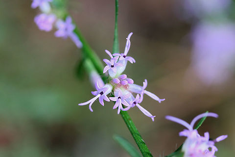 Shaggy Blazing Star (Liatris elegantula) On a wooded trail (mostly pines) near a wetland habitat.
https://www.jungledragon.com/image/70370/shaggy_blazing_star_liatris_elegantula.html Fall,Geotagged,Liatris elegantula,Shaggy Blazing Star,United States,wetland,wetlands