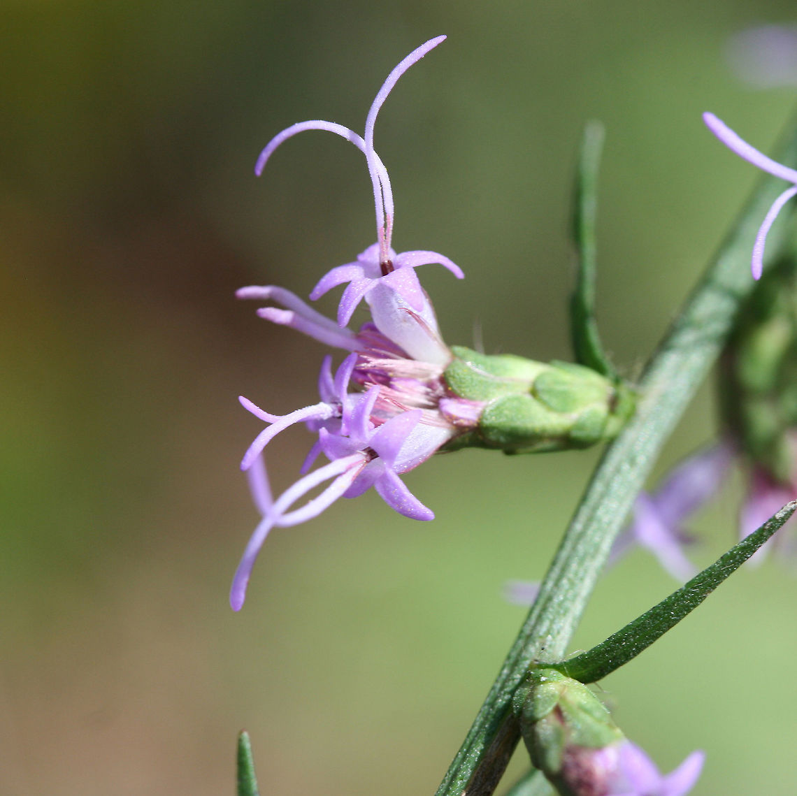 Shaggy Blazing Star (Liatris elegantula) On a wooded trail (mostly pines) near a wetland habitat.<br />
<figure class="photo"><a href="https://www.jungledragon.com/image/70369/shaggy_blazing_star_liatris_elegantula.html" title="Shaggy Blazing Star (Liatris elegantula)"><img src="https://s3.amazonaws.com/media.jungledragon.com/images/3231/70369_thumb.jpg?AWSAccessKeyId=05GMT0V3GWVNE7GGM1R2&Expires=1769040010&Signature=FEnx%2Bu%2BsMVLgyGEly7HPt7uyR%2F0%3D" width="200" height="134" alt="Shaggy Blazing Star (Liatris elegantula) On a wooded trail (mostly pines) near a wetland habitat.<br />
https://www.jungledragon.com/image/70370/shaggy_blazing_star_liatris_elegantula.html Fall,Geotagged,Liatris elegantula,Shaggy Blazing Star,United States,wetland,wetlands" /></a></figure> Fall,Geotagged,Liatris elegantula,Shaggy Blazing Star,United States