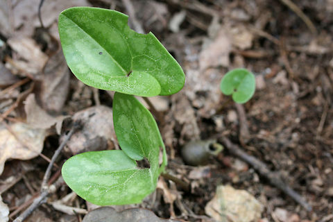 Little Brown Jug (Hexastylis arifolia) In leaf litter on a ridgeside at a forest edge. Geotagged,Hexastylis arifolia,Spring,United States