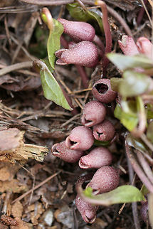 Little Brown Jug (Hexastylis arifolia) In leaf litter on a ridgeside at a forest edge. Geotagged,Hexastylis arifolia,Spring,United States