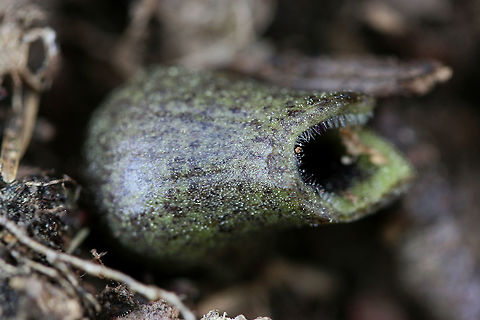 Little Brown Jug (Hexastylis arifolia) Growing under leaf litter in a dense mixed forest. Geotagged,Hexastylis arifolia,Spring,United States