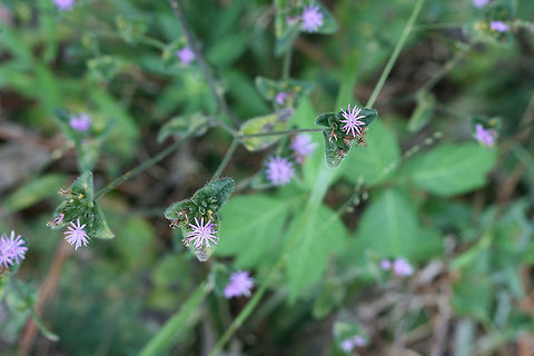 Devil's Grandmother (Elephantopus tomentosus) Growing at the edge of a meadow/field.
https://www.jungledragon.com/image/70443/devils_grandmother_elephantopus_tomentosus.html
https://www.jungledragon.com/image/70442/devils_grandmother_elephantopus_tomentosus.html Elephantopus tomentosus,Geotagged,Summer,United States