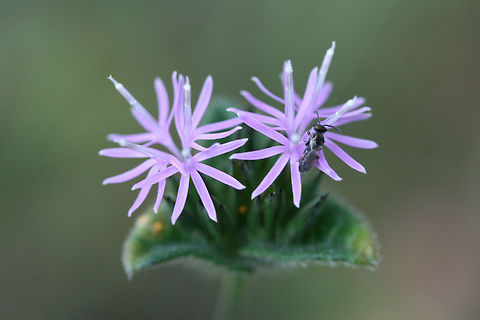 Devil's Grandmother (Elephantopus tomentosus) Growing at the edge of a meadow/field.
https://www.jungledragon.com/image/70443/devils_grandmother_elephantopus_tomentosus.html
https://www.jungledragon.com/image/70441/devils_grandmother_elephantopus_tomentosus.html Elephantopus tomentosus,Geotagged,Summer,United States