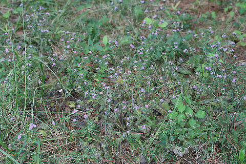 Devil's Grandmother (Elephantopus tomentosus) Growing at the edge of a meadow/field.
https://www.jungledragon.com/image/70441/devils_grandmother_elephantopus_tomentosus.html
https://www.jungledragon.com/image/70442/devils_grandmother_elephantopus_tomentosus.html Elephantopus tomentosus,Geotagged,Summer,United States
