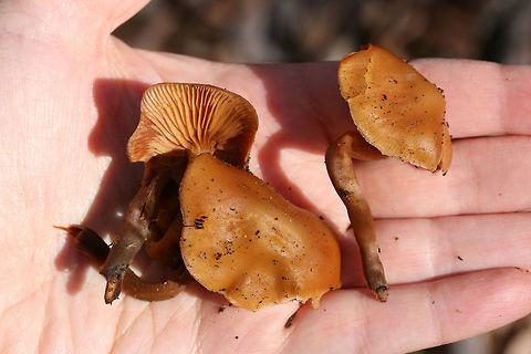 Deadly Galerina (Galerina marginata) Habitat: Growing on decaying hardwood (pushing through bark) at the top of a ridge in a dense mixed hardwood/coniferous forest in Northwest Georgia (Gordon County), US.

Gill surface: pale orange to gold, shortly decurrent, slightly crowded

Stipe: pale orange to brown near apex, darkening towards base; most are awkwardly bent (flimsy) due to growth under the bark of the substrate.

Pilei: convex to planar, tacky/damp in texture, cinnamon orange (fading to paler orange with age)

Odor: Sweet, pleasant

Spore print: Rusty brown
https://www.jungledragon.com/image/70469/deadly_galerina_galerina_marginata.html
https://www.jungledragon.com/image/70468/deadly_galerina_galerina_marginata.html Galerina marginata,Geotagged,United States,Winter,deadly galerina,fungi,fungus,galerina,hymenogastraceae,mushroom,mushrooms
