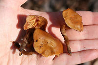 Deadly Galerina (Galerina marginata) Habitat: Growing on decaying hardwood (pushing through bark) at the top of a ridge in a dense mixed hardwood/coniferous forest in Northwest Georgia (Gordon County), US.<br />
<br />
Gill surface: pale orange to gold, shortly decurrent, slightly crowded<br />
<br />
Stipe: pale orange to brown near apex, darkening towards base; most are awkwardly bent (flimsy) due to growth under the bark of the substrate.<br />
<br />
Pilei: convex to planar, tacky/damp in texture, cinnamon orange (fading to paler orange with age)<br />
<br />
Odor: Sweet, pleasant<br />
<br />
Spore print: Rusty brown<br />
https://www.jungledragon.com/image/70469/deadly_galerina_galerina_marginata.html<br />
https://www.jungledragon.com/image/70468/deadly_galerina_galerina_marginata.html Galerina marginata,Geotagged,United States,Winter,deadly galerina,fungi,fungus,galerina,hymenogastraceae,mushroom,mushrooms