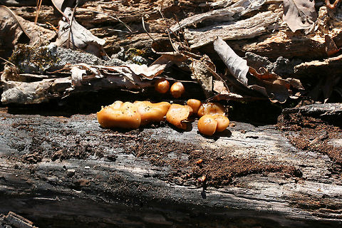 Deadly Galerina (Galerina marginata) Habitat: Growing on decaying hardwood (pushing through bark) at the top of a ridge in a dense mixed hardwood/coniferous forest in Northwest Georgia (Gordon County), US.

Gill surface: pale orange to gold, shortly decurrent, slightly crowded

Stipe: pale orange to brown near apex, darkening towards base; most are awkwardly bent (flimsy) due to growth under the bark of the substrate.

Pilei: convex to planar, tacky/damp in texture, cinnamon orange (fading to paler orange with age)

Odor: Sweet, pleasant

Spore print: Rusty brown
https://www.jungledragon.com/image/70469/deadly_galerina_galerina_marginata.html
https://www.jungledragon.com/image/70467/deadly_galerina_galerina_marginata.html Galerina marginata,Geotagged,United States,Winter,deadly galerina,fungi,fungus,galerina,hymenogastraceae,mushroom,mushrooms