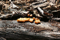 Deadly Galerina (Galerina marginata) Habitat: Growing on decaying hardwood (pushing through bark) at the top of a ridge in a dense mixed hardwood/coniferous forest in Northwest Georgia (Gordon County), US.<br />
<br />
Gill surface: pale orange to gold, shortly decurrent, slightly crowded<br />
<br />
Stipe: pale orange to brown near apex, darkening towards base; most are awkwardly bent (flimsy) due to growth under the bark of the substrate.<br />
<br />
Pilei: convex to planar, tacky/damp in texture, cinnamon orange (fading to paler orange with age)<br />
<br />
Odor: Sweet, pleasant<br />
<br />
Spore print: Rusty brown<br />
https://www.jungledragon.com/image/70469/deadly_galerina_galerina_marginata.html<br />
https://www.jungledragon.com/image/70467/deadly_galerina_galerina_marginata.html Galerina marginata,Geotagged,United States,Winter,deadly galerina,fungi,fungus,galerina,hymenogastraceae,mushroom,mushrooms