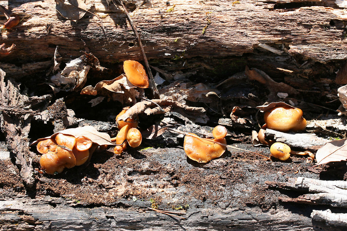 Deadly Galerina (Galerina marginata) Habitat: Growing on decaying hardwood (pushing through bark) at the top of a ridge in a dense mixed hardwood/coniferous forest in Northwest Georgia (Gordon County), US.<br />
<br />
Gill surface: pale orange to gold, shortly decurrent, slightly crowded<br />
<br />
Stipe: pale orange to brown near apex, darkening towards base; most are awkwardly bent (flimsy) due to growth under the bark of the substrate.<br />
<br />
Pilei: convex to planar, tacky/damp in texture, cinnamon orange (fading to paler orange with age)<br />
<br />
Odor: Sweet, pleasant<br />
<br />
Spore print: Rusty brown<br />
<figure class="photo"><a href="https://www.jungledragon.com/image/70467/deadly_galerina_galerina_marginata.html" title="Deadly Galerina (Galerina marginata)"><img src="https://s3.amazonaws.com/media.jungledragon.com/images/3231/70467_thumb.JPG?AWSAccessKeyId=05GMT0V3GWVNE7GGM1R2&Expires=1759968010&Signature=sa02sYrANMNc8swmeRXNqLGZZ18%3D" width="200" height="134" alt="Deadly Galerina (Galerina marginata) Habitat: Growing on decaying hardwood (pushing through bark) at the top of a ridge in a dense mixed hardwood/coniferous forest in Northwest Georgia (Gordon County), US.<br />
<br />
Gill surface: pale orange to gold, shortly decurrent, slightly crowded<br />
<br />
Stipe: pale orange to brown near apex, darkening towards base; most are awkwardly bent (flimsy) due to growth under the bark of the substrate.<br />
<br />
Pilei: convex to planar, tacky/damp in texture, cinnamon orange (fading to paler orange with age)<br />
<br />
Odor: Sweet, pleasant<br />
<br />
Spore print: Rusty brown<br />
https://www.jungledragon.com/image/70469/deadly_galerina_galerina_marginata.html<br />
https://www.jungledragon.com/image/70468/deadly_galerina_galerina_marginata.html Galerina marginata,Geotagged,United States,Winter,deadly galerina,fungi,fungus,galerina,hymenogastraceae,mushroom,mushrooms" /></a></figure><br />
<figure class="photo"><a href="https://www.jungledragon.com/image/70468/deadly_galerina_galerina_marginata.html" title="Deadly Galerina (Galerina marginata)"><img src="https://s3.amazonaws.com/media.jungledragon.com/images/3231/70468_thumb.JPG?AWSAccessKeyId=05GMT0V3GWVNE7GGM1R2&Expires=1759968010&Signature=URq2dt6qrcAgzW9IZ5tlpJDKVGQ%3D" width="200" height="134" alt="Deadly Galerina (Galerina marginata) Habitat: Growing on decaying hardwood (pushing through bark) at the top of a ridge in a dense mixed hardwood/coniferous forest in Northwest Georgia (Gordon County), US.<br />
<br />
Gill surface: pale orange to gold, shortly decurrent, slightly crowded<br />
<br />
Stipe: pale orange to brown near apex, darkening towards base; most are awkwardly bent (flimsy) due to growth under the bark of the substrate.<br />
<br />
Pilei: convex to planar, tacky/damp in texture, cinnamon orange (fading to paler orange with age)<br />
<br />
Odor: Sweet, pleasant<br />
<br />
Spore print: Rusty brown<br />
https://www.jungledragon.com/image/70469/deadly_galerina_galerina_marginata.html<br />
https://www.jungledragon.com/image/70467/deadly_galerina_galerina_marginata.html Galerina marginata,Geotagged,United States,Winter,deadly galerina,fungi,fungus,galerina,hymenogastraceae,mushroom,mushrooms" /></a></figure> Galerina marginata,Geotagged,United States,Winter,deadly galerina,fungi,fungus,galerina,hymenogastraceae,mushroom,mushrooms