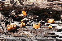 Deadly Galerina (Galerina marginata) Habitat: Growing on decaying hardwood (pushing through bark) at the top of a ridge in a dense mixed hardwood/coniferous forest in Northwest Georgia (Gordon County), US.<br />
<br />
Gill surface: pale orange to gold, shortly decurrent, slightly crowded<br />
<br />
Stipe: pale orange to brown near apex, darkening towards base; most are awkwardly bent (flimsy) due to growth under the bark of the substrate.<br />
<br />
Pilei: convex to planar, tacky/damp in texture, cinnamon orange (fading to paler orange with age)<br />
<br />
Odor: Sweet, pleasant<br />
<br />
Spore print: Rusty brown<br />
https://www.jungledragon.com/image/70467/deadly_galerina_galerina_marginata.html<br />
https://www.jungledragon.com/image/70468/deadly_galerina_galerina_marginata.html Galerina marginata,Geotagged,United States,Winter,deadly galerina,fungi,fungus,galerina,hymenogastraceae,mushroom,mushrooms