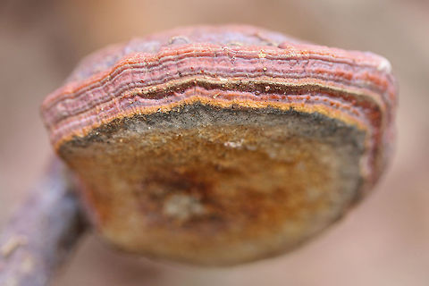 Golden Reishi (Ganoderma curtisii) Growing in a mixed forested area near a wetland. The green edge is likely the beginnings of Trichoderma harzianum growth.
https://www.jungledragon.com/image/70540/golden_reishi_ganoderma_curtisii_fertile_surface.html
https://www.jungledragon.com/image/70539/golden_reishi_ganoderma_curtisii.html
 Ganoderma curtisii,Geotagged,United States,Winter