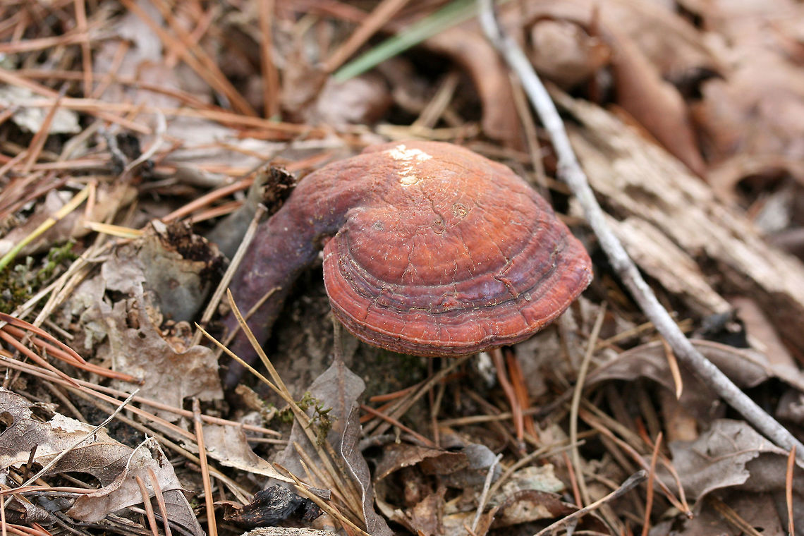 Golden Reishi (Ganoderma curtisii) Growing in a mixed forested area near a wetland. The green edge is likely the beginnings of Trichoderma harzianum growth.<br />
<figure class="photo"><a href="https://www.jungledragon.com/image/70540/golden_reishi_ganoderma_curtisii_fertile_surface.html" title="Golden Reishi (Ganoderma curtisii) Fertile surface"><img src="https://s3.amazonaws.com/media.jungledragon.com/images/3231/70540_thumb.jpg?AWSAccessKeyId=05GMT0V3GWVNE7GGM1R2&Expires=1763596810&Signature=2NUVwpzjq%2Fix34Qr1ZJho9Ll0nI%3D" width="200" height="200" alt="Golden Reishi (Ganoderma curtisii) Fertile surface Growing in a mixed forested area near a wetland. The green edge is likely the beginnings of Trichoderma harzianum growth.<br />
https://www.jungledragon.com/image/70538/golden_reishi_ganoderma_curtisii_fertile_surface.html<br />
https://www.jungledragon.com/image/70539/golden_reishi_ganoderma_curtisii.html Ganoderma curtisii,Geotagged,United States,Winter,fungi,fungus,ganoderma,golden reishi,mushroom,mushrooms,reishi" /></a></figure><br />
<figure class="photo"><a href="https://www.jungledragon.com/image/70538/golden_reishi_ganoderma_curtisii.html" title="Golden Reishi (Ganoderma curtisii)"><img src="https://s3.amazonaws.com/media.jungledragon.com/images/3231/70538_thumb.jpg?AWSAccessKeyId=05GMT0V3GWVNE7GGM1R2&Expires=1763596810&Signature=KUr%2BN%2B0WIVHp8piD2GXCy0%2FL1sA%3D" width="200" height="134" alt="Golden Reishi (Ganoderma curtisii) Growing in a mixed forested area near a wetland. The green edge is likely the beginnings of Trichoderma harzianum growth.<br />
https://www.jungledragon.com/image/70540/golden_reishi_ganoderma_curtisii_fertile_surface.html<br />
https://www.jungledragon.com/image/70539/golden_reishi_ganoderma_curtisii.html<br />
 Ganoderma curtisii,Geotagged,United States,Winter" /></a></figure> Ganoderma curtisii,Geotagged,United States,Winter
