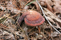 Golden Reishi (Ganoderma curtisii) Growing in a mixed forested area near a wetland. The green edge is likely the beginnings of Trichoderma harzianum growth.<br />
https://www.jungledragon.com/image/70540/golden_reishi_ganoderma_curtisii_fertile_surface.html<br />
https://www.jungledragon.com/image/70538/golden_reishi_ganoderma_curtisii.html Ganoderma curtisii,Geotagged,United States,Winter