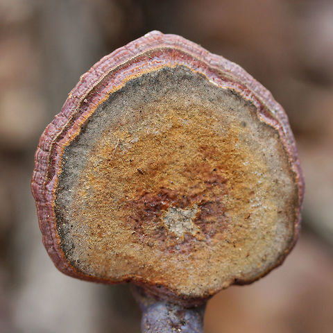 Golden Reishi (Ganoderma curtisii) Fertile surface Growing in a mixed forested area near a wetland. The green edge is likely the beginnings of Trichoderma harzianum growth.
https://www.jungledragon.com/image/70538/golden_reishi_ganoderma_curtisii_fertile_surface.html
https://www.jungledragon.com/image/70539/golden_reishi_ganoderma_curtisii.html Ganoderma curtisii,Geotagged,United States,Winter,fungi,fungus,ganoderma,golden reishi,mushroom,mushrooms,reishi