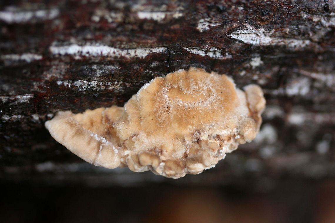 Trametes suaveolens Growing on a hardwood log at the base of a ridge in a dense mixed forest. Smells distinctly of anise. 1-3 pores per mm. Cap fuzzy, watery when cut. Only very subtle discoloration of pores when scratched/touched.<br />
<figure class="photo"><a href="https://www.jungledragon.com/image/70605/trametes_suaveolens.html" title="Trametes suaveolens"><img src="https://s3.amazonaws.com/media.jungledragon.com/images/3231/70605_thumb.jpg?AWSAccessKeyId=05GMT0V3GWVNE7GGM1R2&Expires=1759968010&Signature=B326CEVVZbTYkzsAQE6PDzCDWk4%3D" width="200" height="134" alt="Trametes suaveolens Growing on a hardwood log at the base of a ridge in a dense mixed forest. Smells distinctly of anise. 1-3 pores per mm. Cap fuzzy, watery when cut. Only very subtle discoloration of pores when scratched/touched.<br />
https://www.jungledragon.com/image/70604/trametes_suaveolens.html Trametes suaveolens,bracket fungi,bracket fungus,fungi,fungus,mushroom,mushrooms,polyporaceae,polypore,shelf fungi,shelf fungus,trametes" /></a></figure> Fall,Geotagged,Trametes,Trametes suaveolens,United States,bracket fungi,bracket fungus,fungi,fungus,mushroom,mushrooms,polyporaceae,polypore,shelf fungi,shelf fungus