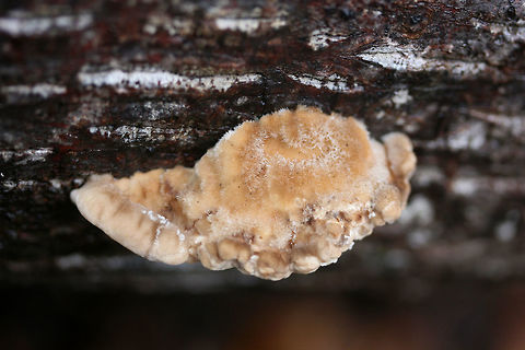 Trametes suaveolens Growing on a hardwood log at the base of a ridge in a dense mixed forest. Smells distinctly of anise. 1-3 pores per mm. Cap fuzzy, watery when cut. Only very subtle discoloration of pores when scratched/touched.
https://www.jungledragon.com/image/70605/trametes_suaveolens.html Fall,Geotagged,Trametes,Trametes suaveolens,United States,bracket fungi,bracket fungus,fungi,fungus,mushroom,mushrooms,polyporaceae,polypore,shelf fungi,shelf fungus