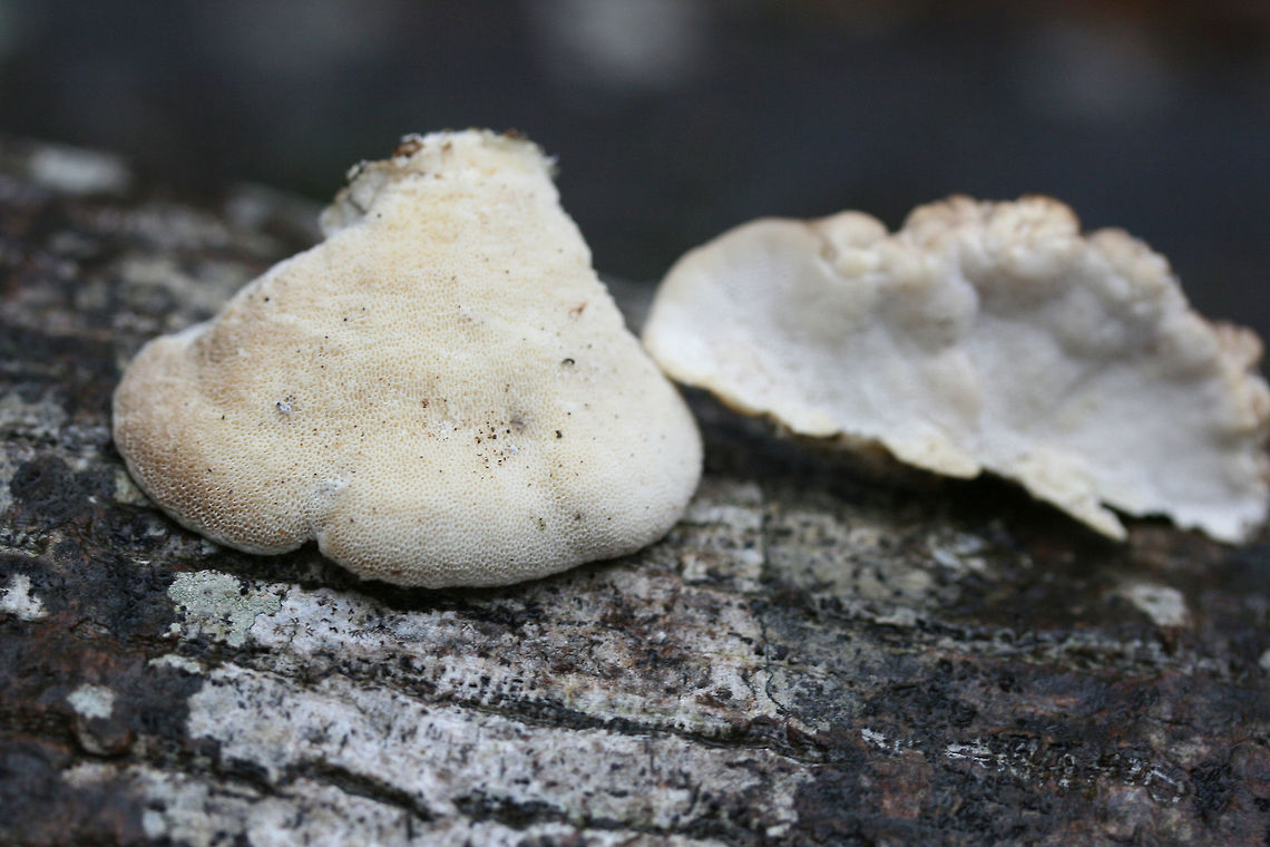 Trametes suaveolens Growing on a hardwood log at the base of a ridge in a dense mixed forest. Smells distinctly of anise. 1-3 pores per mm. Cap fuzzy, watery when cut. Only very subtle discoloration of pores when scratched/touched.<br />
<figure class="photo"><a href="https://www.jungledragon.com/image/70604/trametes_suaveolens.html" title="Trametes suaveolens"><img src="https://s3.amazonaws.com/media.jungledragon.com/images/3231/70604_thumb.jpg?AWSAccessKeyId=05GMT0V3GWVNE7GGM1R2&Expires=1759968010&Signature=pgO5Krz%2Fyb86WV0kGahKj6OCA70%3D" width="200" height="134" alt="Trametes suaveolens Growing on a hardwood log at the base of a ridge in a dense mixed forest. Smells distinctly of anise. 1-3 pores per mm. Cap fuzzy, watery when cut. Only very subtle discoloration of pores when scratched/touched.<br />
https://www.jungledragon.com/image/70605/trametes_suaveolens.html Fall,Geotagged,Trametes,Trametes suaveolens,United States,bracket fungi,bracket fungus,fungi,fungus,mushroom,mushrooms,polyporaceae,polypore,shelf fungi,shelf fungus" /></a></figure> Trametes suaveolens,bracket fungi,bracket fungus,fungi,fungus,mushroom,mushrooms,polyporaceae,polypore,shelf fungi,shelf fungus,trametes