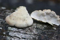 Trametes suaveolens Growing on a hardwood log at the base of a ridge in a dense mixed forest. Smells distinctly of anise. 1-3 pores per mm. Cap fuzzy, watery when cut. Only very subtle discoloration of pores when scratched/touched.<br />
https://www.jungledragon.com/image/70604/trametes_suaveolens.html Trametes suaveolens,bracket fungi,bracket fungus,fungi,fungus,mushroom,mushrooms,polyporaceae,polypore,shelf fungi,shelf fungus,trametes