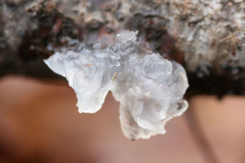 Snow Fungus (Tremella fuciformis) Growing on a hardwood branch in a dense mixed forest.

I'm pretty sure this ID is right. This specimen has lost some of the strong curvature of its lobes, but I can still see remnants at the edges.

Tremella fuciformis has a relationship with Hypoxylon fungi, but it is unknown whether it is a symbiotic or parasitic relationship.
https://www.jungledragon.com/image/70608/snow_fungus_tremella_fuciformis.html
https://www.jungledragon.com/image/70607/snow_fungus_tremella_fuciformis.html Fall,Geotagged,Tremella fuciformis,United States