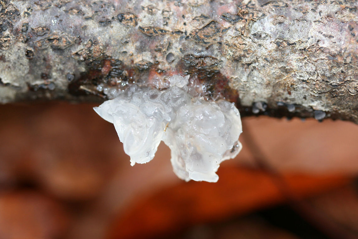 Snow Fungus (Tremella fuciformis) Growing on a hardwood branch in a dense mixed forest.<br />
<br />
I&#039;m pretty sure this ID is right. This specimen has lost some of the strong curvature of its lobes, but I can still see remnants at the edges.<br />
<br />
Tremella fuciformis has a relationship with Hypoxylon fungi, but it is unknown whether it is a symbiotic or parasitic relationship.<br />
<figure class="photo"><a href="https://www.jungledragon.com/image/70608/snow_fungus_tremella_fuciformis.html" title="Snow Fungus (Tremella fuciformis)"><img src="https://s3.amazonaws.com/media.jungledragon.com/images/3231/70608_thumb.jpg?AWSAccessKeyId=05GMT0V3GWVNE7GGM1R2&Expires=1759968010&Signature=BwE6XffpUU84usa7MeyIjgl7gFI%3D" width="200" height="200" alt="Snow Fungus (Tremella fuciformis) Growing on a hardwood branch in a dense mixed forest.<br />
<br />
I&#039;m pretty sure this ID is right. This specimen has lost some of the strong curvature of its lobes, but I can still see remnants at the edges.<br />
<br />
Tremella fuciformis has a relationship with Hypoxylon fungi, but it is unknown whether it is a symbiotic or parasitic relationship.<br />
https://www.jungledragon.com/image/70606/snow_fungus_tremella_fuciformis.html<br />
https://www.jungledragon.com/image/70607/snow_fungus_tremella_fuciformis.html Fall,Geotagged,Snow Fungus,Tremella fuciformis,United States" /></a></figure><br />
<figure class="photo"><a href="https://www.jungledragon.com/image/70606/snow_fungus_tremella_fuciformis.html" title="Snow Fungus (Tremella fuciformis)"><img src="https://s3.amazonaws.com/media.jungledragon.com/images/3231/70606_thumb.jpg?AWSAccessKeyId=05GMT0V3GWVNE7GGM1R2&Expires=1759968010&Signature=s3Z1WedMnm3rZDXH9Avmhe1sneE%3D" width="200" height="134" alt="Snow Fungus (Tremella fuciformis) Growing on a hardwood branch in a dense mixed forest.<br />
<br />
I&#039;m pretty sure this ID is right. This specimen has lost some of the strong curvature of its lobes, but I can still see remnants at the edges.<br />
<br />
Tremella fuciformis has a relationship with Hypoxylon fungi, but it is unknown whether it is a symbiotic or parasitic relationship.<br />
https://www.jungledragon.com/image/70608/snow_fungus_tremella_fuciformis.html<br />
https://www.jungledragon.com/image/70607/snow_fungus_tremella_fuciformis.html Fall,Geotagged,Tremella fuciformis,United States" /></a></figure> Fall,Geotagged,Snow Fungus,Tremella fuciformis,United States
