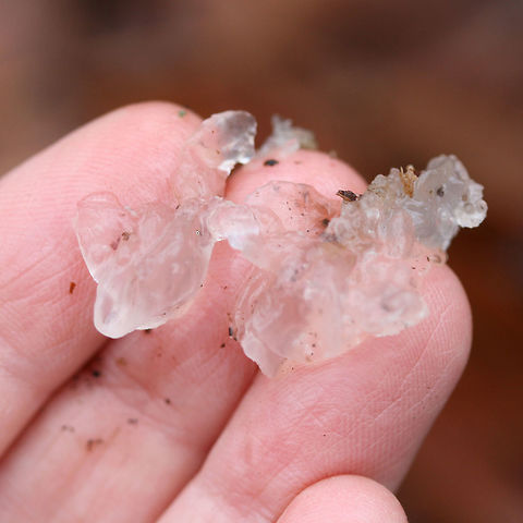 Snow Fungus (Tremella fuciformis) Growing on a hardwood branch in a dense mixed forest.

I'm pretty sure this ID is right. This specimen has lost some of the strong curvature of its lobes, but I can still see remnants at the edges.

Tremella fuciformis has a relationship with Hypoxylon fungi, but it is unknown whether it is a symbiotic or parasitic relationship.
https://www.jungledragon.com/image/70606/snow_fungus_tremella_fuciformis.html
https://www.jungledragon.com/image/70607/snow_fungus_tremella_fuciformis.html Fall,Geotagged,Snow Fungus,Tremella fuciformis,United States
