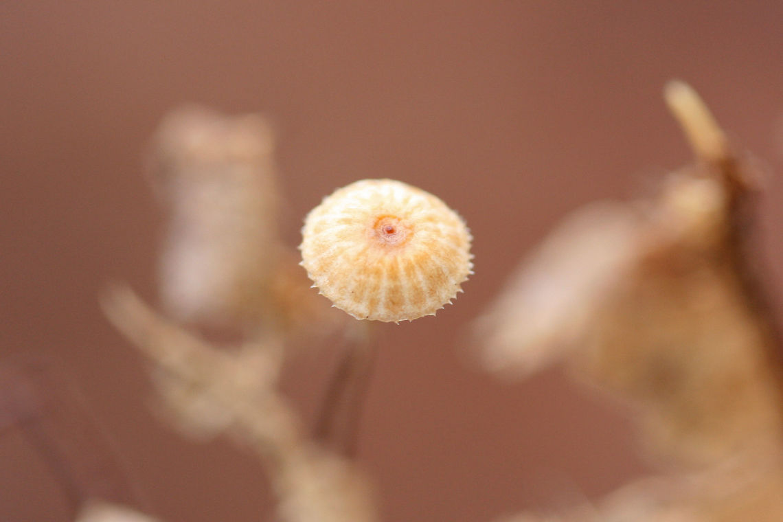 Crinipellis setipes Growing on leaf (veins) below mostly oak and hickory trees in a dense mixed forest.<br />
<br />
My apologies for no gill shots! I didn&rsquo;t get any clear ones! These were so tiny!<br />
<figure class="photo"><a href="https://www.jungledragon.com/image/70610/crinipellis_setipes.html" title="Crinipellis setipes"><img src="https://s3.amazonaws.com/media.jungledragon.com/images/3231/70610_thumb.jpg?AWSAccessKeyId=05GMT0V3GWVNE7GGM1R2&Expires=1759968010&Signature=mpjeuix%2Fv7vGpTbS1tBf%2BufX%2BJc%3D" width="200" height="134" alt="Crinipellis setipes Growing on leaf (veins) below mostly oak and hickory trees in a dense mixed forest.<br />
<br />
My apologies for no gill shots! I didn&rsquo;t get any clear ones! These were so tiny!<br />
https://www.jungledragon.com/image/70609/family_marasmiaceae.html Crinipellis setipes,Fall,Geotagged,United States" /></a></figure> Crinipellis setipes,Fall,Geotagged,United States
