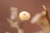 Crinipellis setipes Growing on leaf (veins) below mostly oak and hickory trees in a dense mixed forest.<br />
<br />
My apologies for no gill shots! I didn’t get any clear ones! These were so tiny!<br />
https://www.jungledragon.com/image/70610/family_marasmiaceae.html Crinipellis setipes,Fall,Geotagged,United States