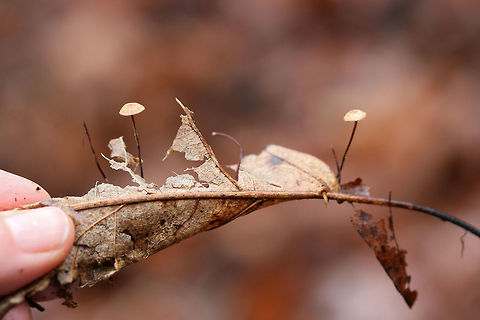 Crinipellis setipes Growing on leaf (veins) below mostly oak and hickory trees in a dense mixed forest.

My apologies for no gill shots! I didn’t get any clear ones! These were so tiny!
https://www.jungledragon.com/image/70609/family_marasmiaceae.html Crinipellis setipes,Fall,Geotagged,United States