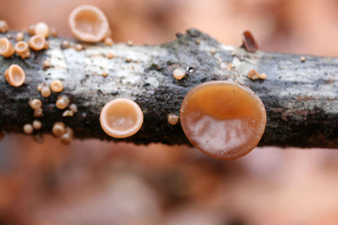Auricularia angiospermarum Growing on a hardwood branch in a dense mixed forest.

Has A. angiospermarum been deprecated to A. americana?
https://www.jungledragon.com/image/70614/auricularia_angiospermarum.html
https://www.jungledragon.com/image/70612/auricularia_angiospermarum.html
https://www.jungledragon.com/image/70613/auricularia_angiospermarum.html Auricularia angiospermarum,Fall,Geotagged,United States