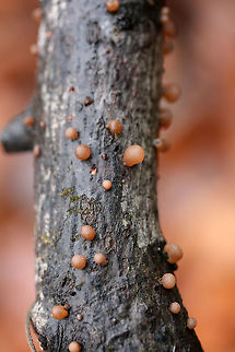 Auricularia angiospermarum Growing on a hardwood branch in a dense mixed forest.

Has A. angiospermarum been deprecated to A. americana?
https://www.jungledragon.com/image/70614/auricularia_angiospermarum.html
https://www.jungledragon.com/image/70611/auricularia_angiospermarum.html
https://www.jungledragon.com/image/70613/auricularia_angiospermarum.html Auricularia angiospermarum,Fall,Geotagged,United States