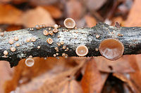 Auricularia angiospermarum Growing on a hardwood branch in a dense mixed forest.<br />
<br />
Has A. angiospermarum been deprecated to A. americana?<br />
https://www.jungledragon.com/image/70614/auricularia_angiospermarum.html<br />
https://www.jungledragon.com/image/70612/auricularia_angiospermarum.html<br />
https://www.jungledragon.com/image/70611/auricularia_angiospermarum.html Auricularia angiospermarum,Fall,Geotagged,United States