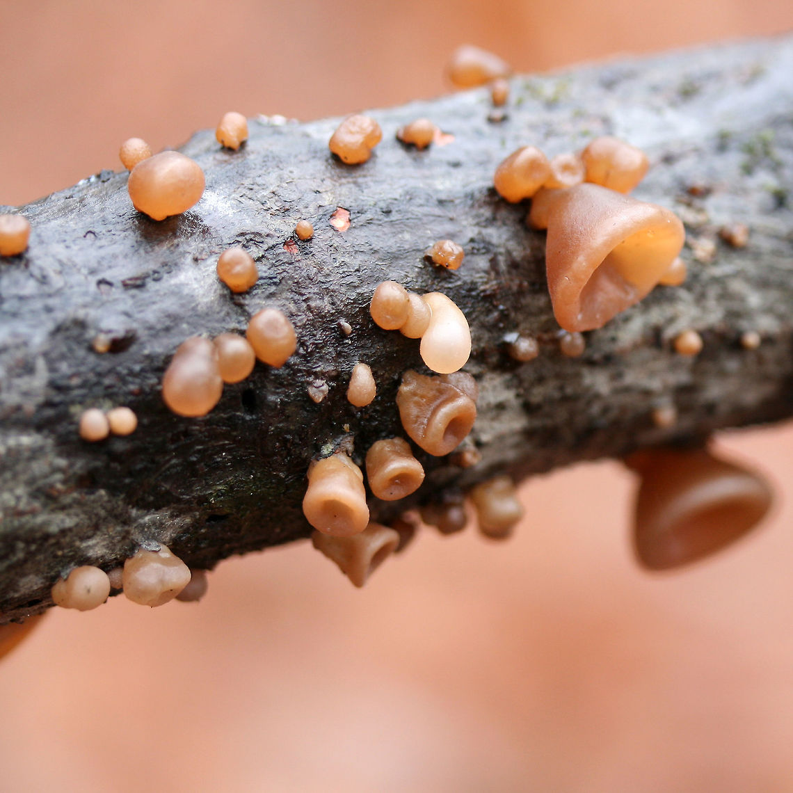 Auricularia angiospermarum Growing on a hardwood branch in a dense mixed forest.<br />
<br />
Has A. angiospermarum been deprecated to A. americana?<br />
<figure class="photo"><a href="https://www.jungledragon.com/image/70611/auricularia_angiospermarum.html" title="Auricularia angiospermarum"><img src="https://s3.amazonaws.com/media.jungledragon.com/images/3231/70611_thumb.jpg?AWSAccessKeyId=05GMT0V3GWVNE7GGM1R2&Expires=1763596810&Signature=GcQjWNYk9nyFmSiAfEsjgPIkqo8%3D" width="200" height="134" alt="Auricularia angiospermarum Growing on a hardwood branch in a dense mixed forest.<br />
<br />
Has A. angiospermarum been deprecated to A. americana?<br />
https://www.jungledragon.com/image/70614/auricularia_angiospermarum.html<br />
https://www.jungledragon.com/image/70612/auricularia_angiospermarum.html<br />
https://www.jungledragon.com/image/70613/auricularia_angiospermarum.html Auricularia angiospermarum,Fall,Geotagged,United States" /></a></figure><br />
<figure class="photo"><a href="https://www.jungledragon.com/image/70612/auricularia_angiospermarum.html" title="Auricularia angiospermarum"><img src="https://s3.amazonaws.com/media.jungledragon.com/images/3231/70612_thumb.jpg?AWSAccessKeyId=05GMT0V3GWVNE7GGM1R2&Expires=1763596810&Signature=YZw5IgfIcAG6bt6OWe%2FNA8Dbb7g%3D" width="102" height="152" alt="Auricularia angiospermarum Growing on a hardwood branch in a dense mixed forest.<br />
<br />
Has A. angiospermarum been deprecated to A. americana?<br />
https://www.jungledragon.com/image/70614/auricularia_angiospermarum.html<br />
https://www.jungledragon.com/image/70611/auricularia_angiospermarum.html<br />
https://www.jungledragon.com/image/70613/auricularia_angiospermarum.html Auricularia angiospermarum,Fall,Geotagged,United States" /></a></figure><br />
<figure class="photo"><a href="https://www.jungledragon.com/image/70613/auricularia_angiospermarum.html" title="Auricularia angiospermarum"><img src="https://s3.amazonaws.com/media.jungledragon.com/images/3231/70613_thumb.jpg?AWSAccessKeyId=05GMT0V3GWVNE7GGM1R2&Expires=1763596810&Signature=GmPaEMtyHFABm7gzn7dtUTGqOWA%3D" width="200" height="134" alt="Auricularia angiospermarum Growing on a hardwood branch in a dense mixed forest.<br />
<br />
Has A. angiospermarum been deprecated to A. americana?<br />
https://www.jungledragon.com/image/70614/auricularia_angiospermarum.html<br />
https://www.jungledragon.com/image/70612/auricularia_angiospermarum.html<br />
https://www.jungledragon.com/image/70611/auricularia_angiospermarum.html Auricularia angiospermarum,Fall,Geotagged,United States" /></a></figure> Auricularia angiospermarum,Fall,Geotagged,United States