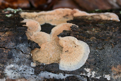 Trembling Merulius (Phlebia tremellosa) Growing on a hardwood log in a dense mixed forest.
https://www.jungledragon.com/image/70632/trembling_merulius_phlebia_tremellosa.html
https://www.jungledragon.com/image/70630/trembling_merulius_phlebia_tremellosa.html
https://www.jungledragon.com/image/70631/trembling_merulius_phlebia_tremellosa.html Fall,Geotagged,Jelly Rot,Phlebia tremellosa,United States