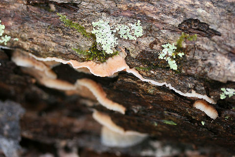 Trembling Merulius (Phlebia tremellosa) Growing on a hardwood log in a dense mixed forest.
https://www.jungledragon.com/image/70632/trembling_merulius_phlebia_tremellosa.html
https://www.jungledragon.com/image/70629/trembling_merulius_phlebia_tremellosa.html
https://www.jungledragon.com/image/70631/trembling_merulius_phlebia_tremellosa.html Fall,Geotagged,Jelly Rot,Phlebia tremellosa,United States