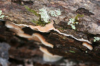 Trembling Merulius (Phlebia tremellosa) Growing on a hardwood log in a dense mixed forest.<br />
https://www.jungledragon.com/image/70632/trembling_merulius_phlebia_tremellosa.html<br />
https://www.jungledragon.com/image/70629/trembling_merulius_phlebia_tremellosa.html<br />
https://www.jungledragon.com/image/70631/trembling_merulius_phlebia_tremellosa.html Fall,Geotagged,Jelly Rot,Phlebia tremellosa,United States