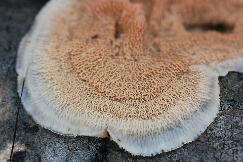 Trembling Merulius (Phlebia tremellosa) Growing on a hardwood log in a dense mixed forest.
https://www.jungledragon.com/image/70631/trembling_merulius_phlebia_tremellosa.html
https://www.jungledragon.com/image/70630/trembling_merulius_phlebia_tremellosa.html
https://www.jungledragon.com/image/70629/trembling_merulius_phlebia_tremellosa.html Fall,Geotagged,Jelly Rot,Phlebia tremellosa,Trembling Phlebia,United States