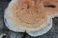 Trembling Merulius (Phlebia tremellosa) Growing on a hardwood log in a dense mixed forest.<br />
https://www.jungledragon.com/image/70631/trembling_merulius_phlebia_tremellosa.html<br />
https://www.jungledragon.com/image/70630/trembling_merulius_phlebia_tremellosa.html<br />
https://www.jungledragon.com/image/70629/trembling_merulius_phlebia_tremellosa.html Fall,Geotagged,Jelly Rot,Phlebia tremellosa,Trembling Phlebia,United States