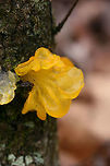 Witch's Butter (Tremella mesenterica) Growing on a hardwood branch in a dense mixed forest.<br />
https://www.jungledragon.com/image/70676/witchs_butter_tremella_mesenterica.html<br />
https://www.jungledragon.com/image/70675/witchs_butter_tremella_mesenterica.html Fall,Geotagged,Tremella mesenterica,United States,fungi,fungus,jelly fungi,jelly fungus,tremella,tremellaceae,witch's butter