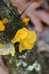 Witch's Butter (Tremella mesenterica) Growing on a hardwood branch in a dense mixed forest.<br />
https://www.jungledragon.com/image/70676/witchs_butter_tremella_mesenterica.html<br />
https://www.jungledragon.com/image/70674/witchs_butter_tremella_mesenterica.html Fall,Geotagged,Tremella mesenterica,United States,fungi,fungus,jelly fungi,jelly fungus,tremella,tremellaceae,witch's butter