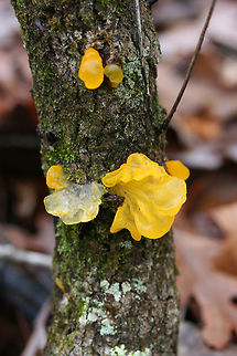 Witch's Butter (Tremella mesenterica) Growing on a hardwood branch in a dense mixed forest.
https://www.jungledragon.com/image/70674/witchs_butter_tremella_mesenterica.html
https://www.jungledragon.com/image/70675/witchs_butter_tremella_mesenterica.html Fall,Geotagged,Tremella mesenterica,United States,fungi,fungus,jelly fungi,jelly fungus,tremella,tremellaceae,witch's butter